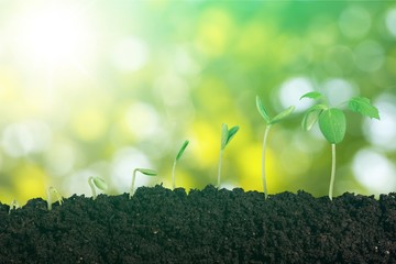 Obraz premium Growing.