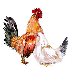 Watercolor painting chicken Animal Annual 2560/2017 on a white background.