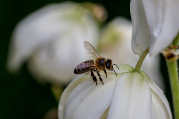 Abeille sur fleur de Yucca