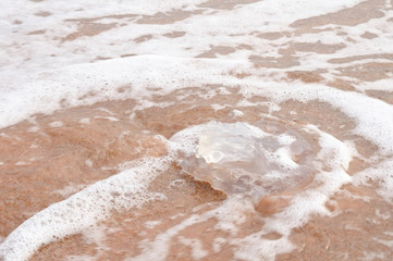 Jellyfish hit wave on beach