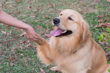 Obraz premium Friendship between human and dog - shaking hand and paw