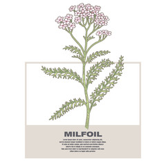 Illustration of medical herbs Milfoil.