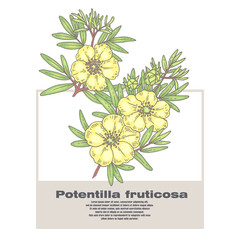 Illustration of medical herbs Potentilla fruticosa. - obrazy, fototapety, plakaty