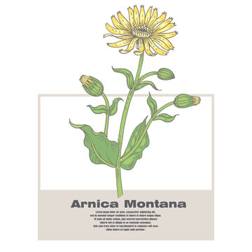Illustration of medical herbs Arnica Montana.