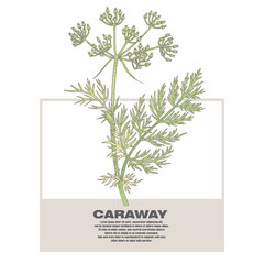 Illustration of medical herbs Caraway.