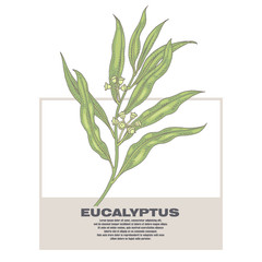 Illustration of medical herbs Eucalyptus.