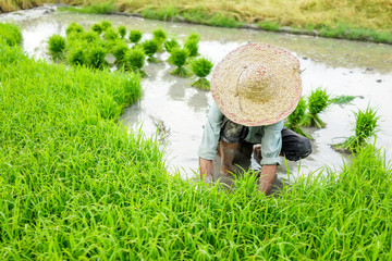 Old farmer working on rice plantation