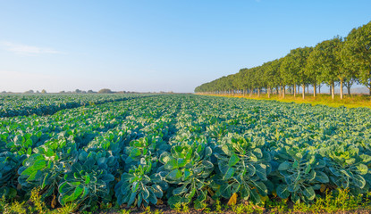 Field with vegetables in autumn