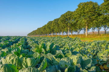Field with vegetables in autumn