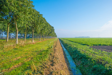 Fototapeta premium Field with vegetables in autumn