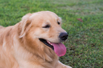 Golden retriever on the green grass