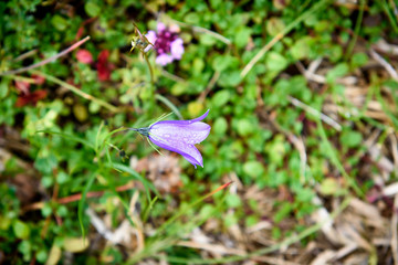 Purple Bell Flower ruellia brittoniana flowers is blossoming in