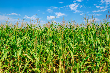 Corn field with blue skies. Organic agriculture green leaf