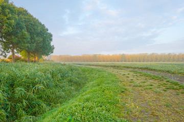 Field with vegetables in autumn
