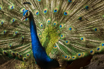 Obraz premium Lovely Indian Peacock bird with open feathers plumage at Kolkata zoo.