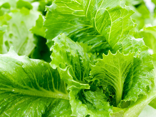 fresh green lettuce salad closeup