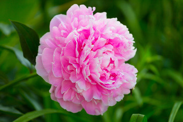 Beautiful pink peony close up