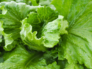 fresh green lettuce salad closeup