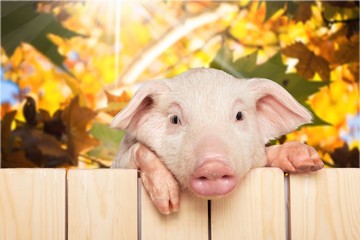 Pig. © BillionPhotos.com