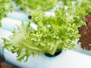 fresh green lettuce salad closeup