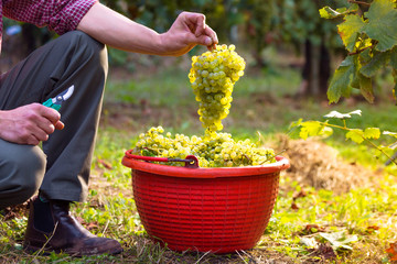 White wine grapes in red buckets