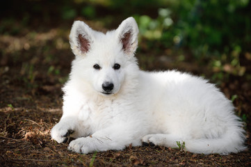 cute White Swiss Shepherd Welpe puppy