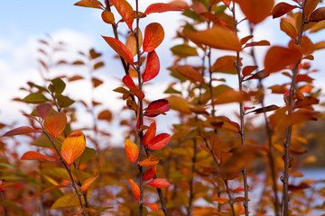 yellow leaves against the blue sky