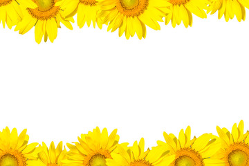 sunflower frame isolated on white