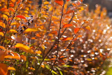 yellow leaves against the blue sky