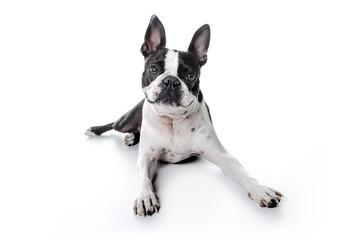 Boston Terrier, standing in front of white background