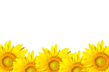 sunflower frame isolated on white