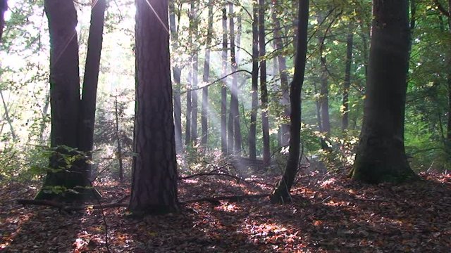Helle Sonnenstrahlen durchdringen den Mischwald und erleuchten das Herbstlaub
