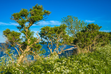 An der Steilküste Staberhuk auf der Insel Fehmarn
