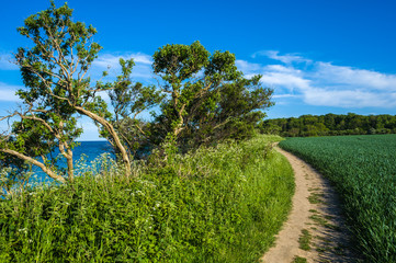 An der Steilküste Staberhuk auf der Insel Fehmarn