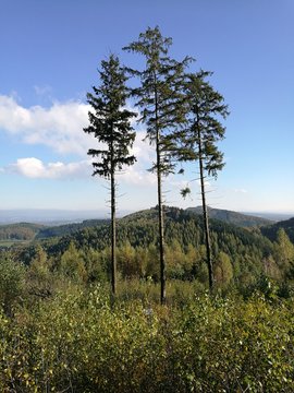 Drei einsame Kiefern oder F&ouml;hren vor blauem Himmel im Sonnenschein  am Hang des T&ouml;nsberg am Hermannsweg in Oerlinghausen bei Bielefeld im Teutoburger Wald in Ostwestfalen-Lippe