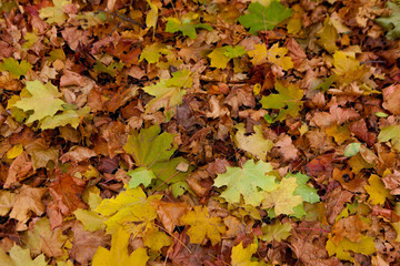 yellow leaves against the blue sky