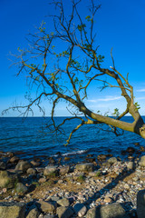 An der Steilküste Staberhuk auf der Insel Fehmarn