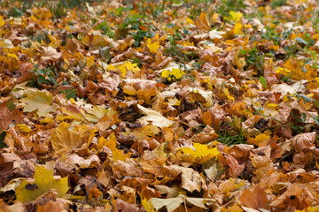 yellow leaves against the blue sky