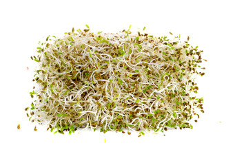 Sprouted alfalfa seeds isolated on a white background