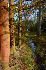 Fototapeta premium Autumn Forest 