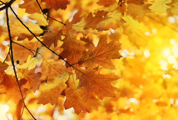 Naklejka na ściany i meble Beautiful autumn branch with sunlight