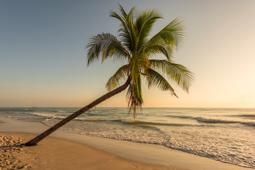 sunset on the beach with coconut trees