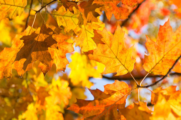 Naklejka na ściany i meble Beautiful colored autumn leaves