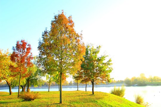 Trees in fall