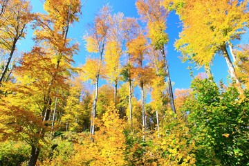 Golden fall leaves on trees in forest