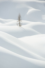 Snow, winter mountain landscape, tree alone