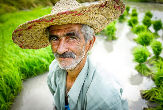 Portrait Of Old Farmer Working On Rice Plantation