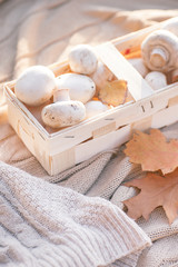 Fototapeta na wymiar White champignon mushrooms in wicker basket on knitted backgroun