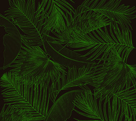 Green leaves of palm tree on black background