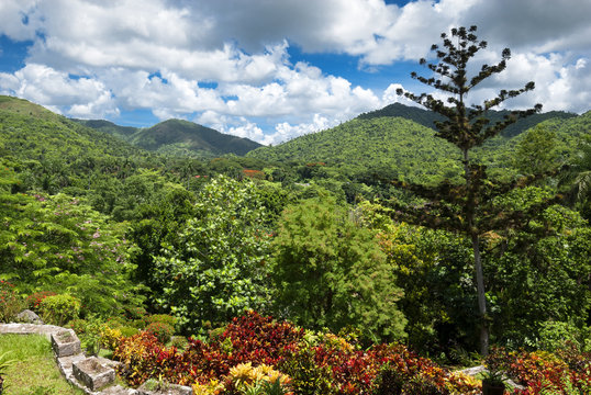 Fototapeta tropical forest,Cuba
